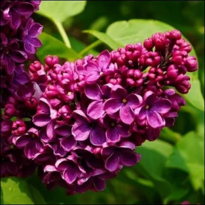 Son odeur est parfois enivrante. Quel est cet arbuste très décoratif ?