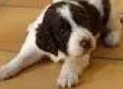 Quiz Les chiens