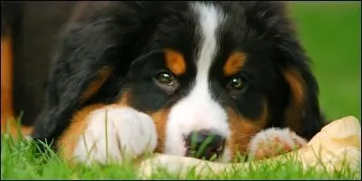 Comment donne-t-on un os ?