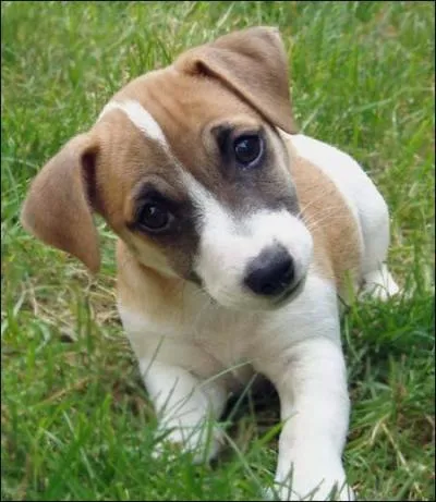 Combien de fois faut-il brosser un chien par semaine ?