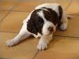 Quiz Chiens