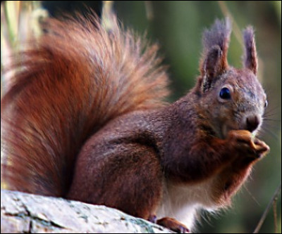 Quelle est la nourriture préférée de l'écureuil ?
