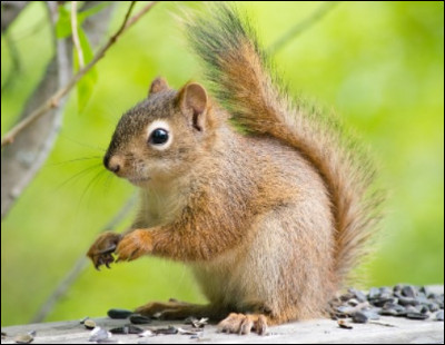 À ton avis, quel est son nom scientifique ?