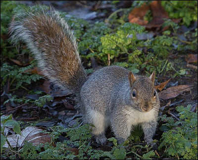 Quelle est sa taille de la tête à la queue ?
