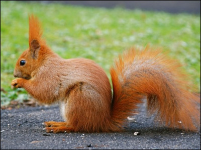 Quelle est la taille de sa queue, à elle toute seule ?