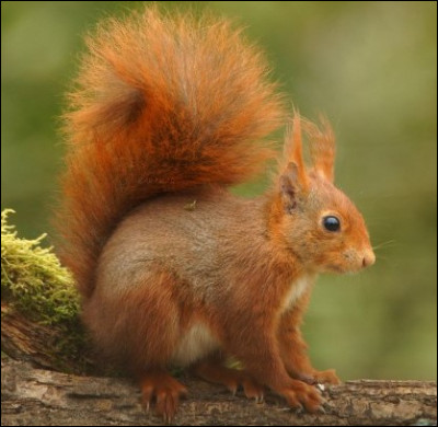 Quel est son poids (environ) ?