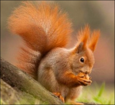 Quelle est son espérance de vie (environ) ?