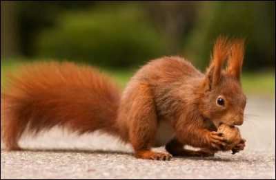 Sur quels continents sont-ils répartis ?