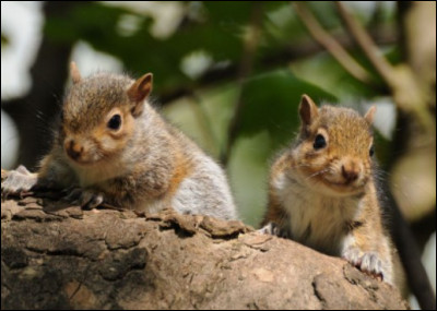 Combien de temps les bébés écureuils restent-ils avec leur mère ?