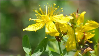 Quelles sont ces fleurs, présentes partout sauf dans les déserts ?