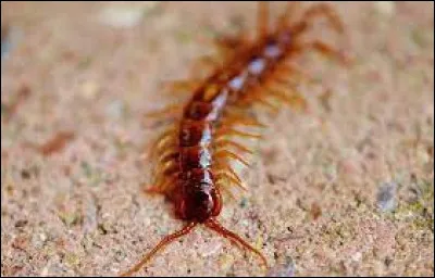 Quelle est la seconde appellation du mille-pattes ?