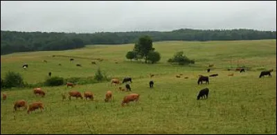 Quel acteur peut-on voir dans "Les Sept P&eacute;ch&eacute;s capitaux", en 1961 et dans "L'Amour en question", en 1978 ?