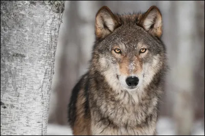 Le loup - À quelle distance peut-on entendre le hurlement du loup ?