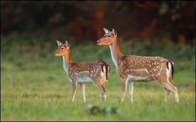 Le daim - Quel est le sens le plus développé chez le daim ?