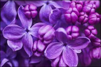 Comment dit-on "violet" en anglais ?