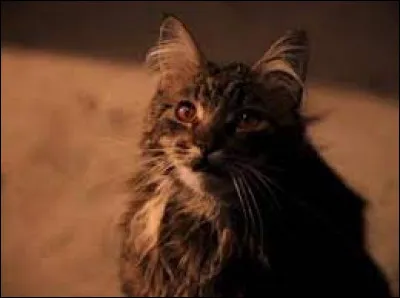 Comment la chatte d'Argus Rusard, pétrifiée puis réanimée s'appelle-t-elle ?