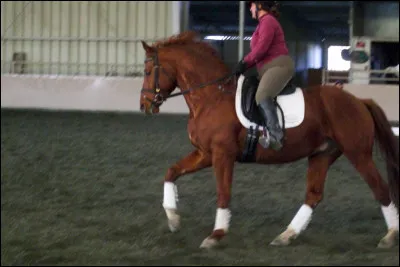 Ce cheval galope à main :