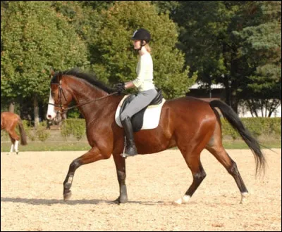 Ce cheval galope à main droite.