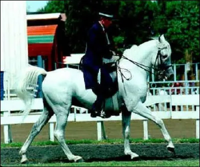 Quelle est l'allure de ce cheval ?