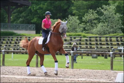 Ce cheval galope à main :