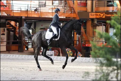 Dans l'ordre de poser des pieds au galop, à quel temps est ce cheval ?
