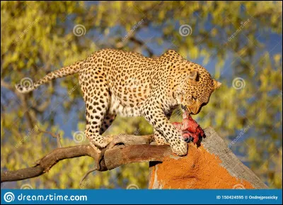 Quelle est cette chose ?