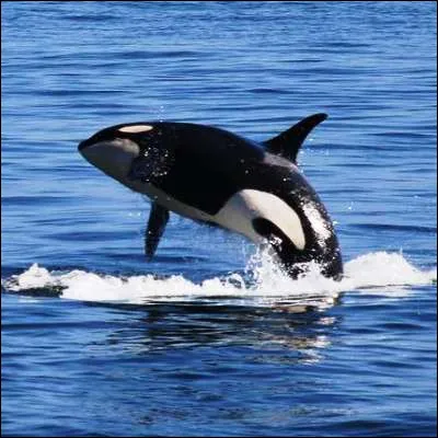 Quel organe sert &agrave; rep&eacute;rer la nourriture et &agrave; se localiser dans l'eau ?