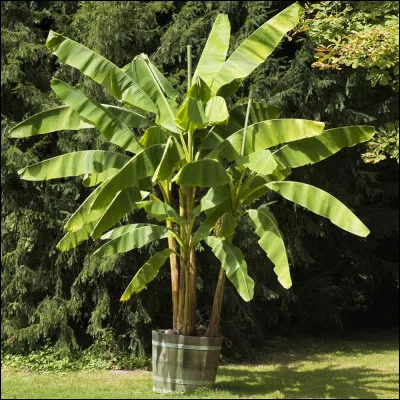 Comment dit-on l'arbre de ce fruit à La Réunion ?