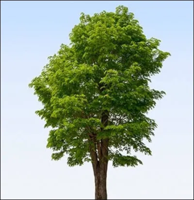 Dans le même principe, quel nom donne donne-t-on à cette illustration ?