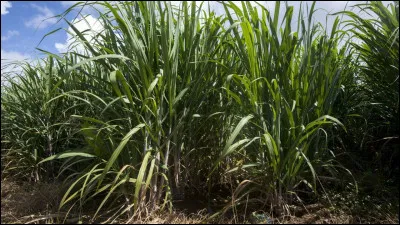 Sur l'île pour désigner un champ (agriculture), on utilise le terme...