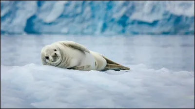 Quel est cet animal ?