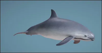 Quel est cet animal ?