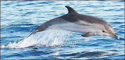 Quel est cet animal ?