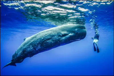 Quel est cet animal ?