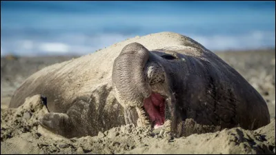 Quel est cet animal ?