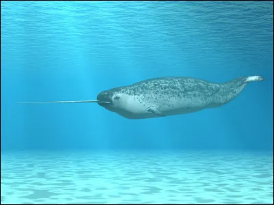 Quel est cet animal ?