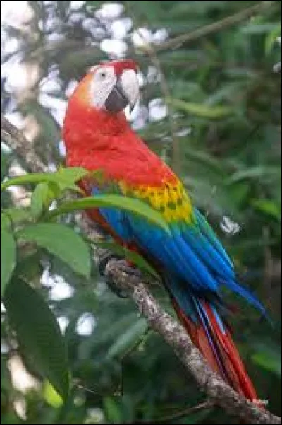 Comment s'appelle cet oiseau ?