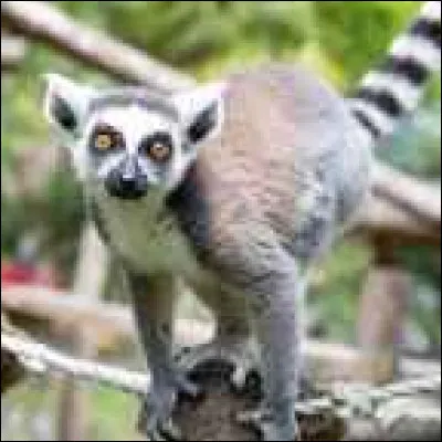 D'où vient le maki catta ?