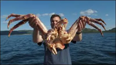 Où vit le crabe royal ?