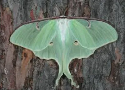 Quel est ce papillon ?