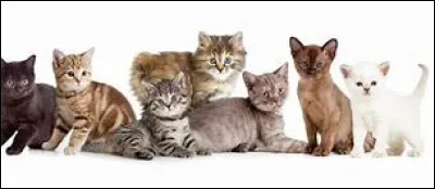 Comment est ton chat ? ( 2 )