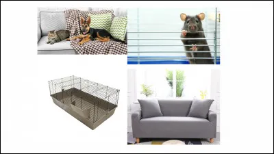 Préfères-tu être "libre" ou "enfermé" ?