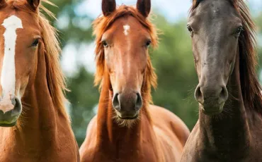 Quiz Galop 4