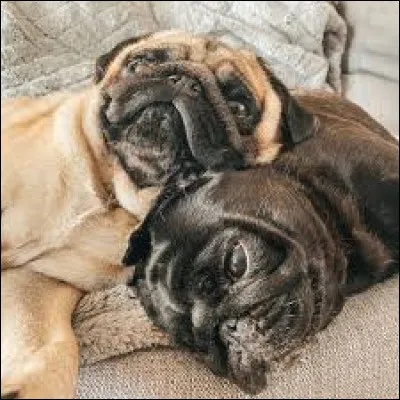 Comment s'appellent ses chiens ?