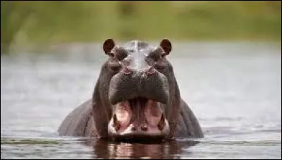 Quelle vitesse un hippopotame peut-il atteindre ?