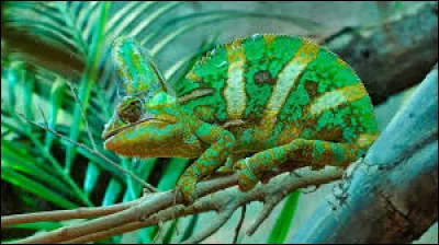 Quel sang les reptiles possèdent-ils ?