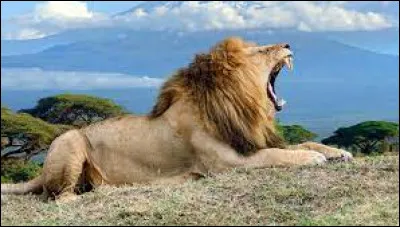 Jusqu'à quelle distance peut-on entendre le rugissement d'un lion ?