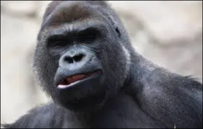 Combien y a-t-il de gorilles à l'état sauvage ?