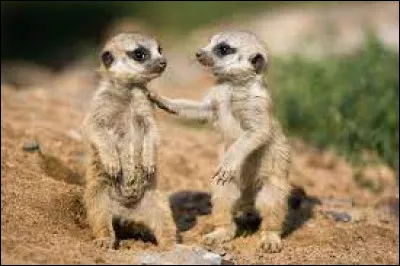 Quelle est la durée de gestation des suricates ?