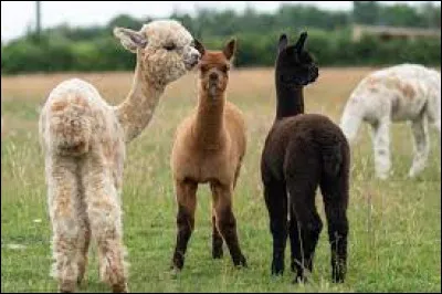 Quel est le nom de cet animal ?